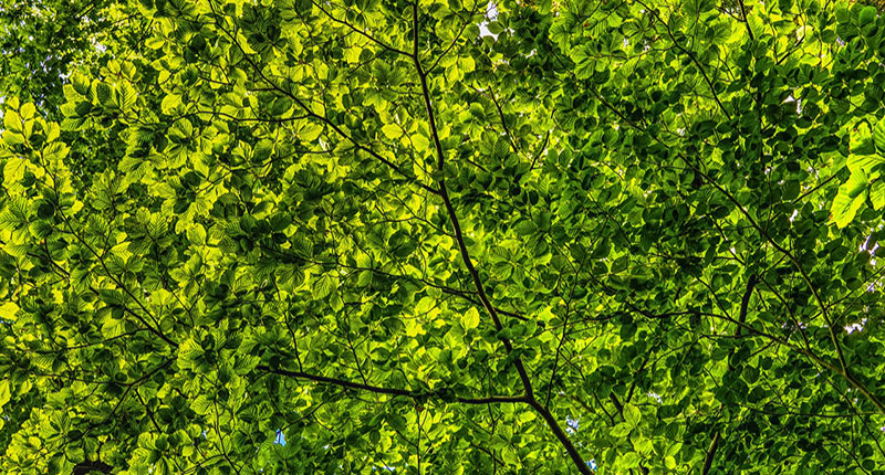 Fronde di Alberi