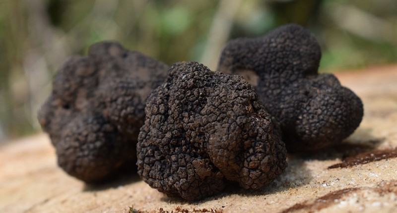 Tartufo nero