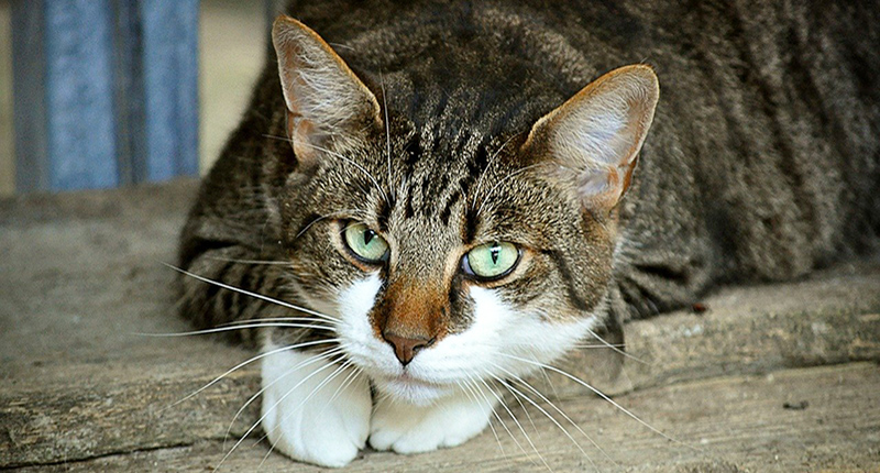 Occhi di gatto