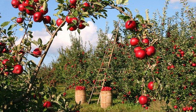 Raccolta Mele Rosse