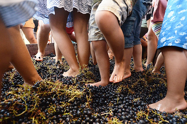 Vendemmia Resized