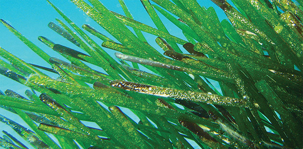Posidonia Oceanica