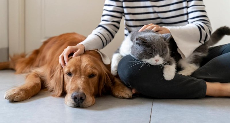 Pet Sitter Opsi Academy
