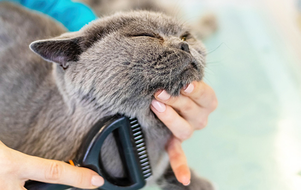 Toilettatura Gatto
